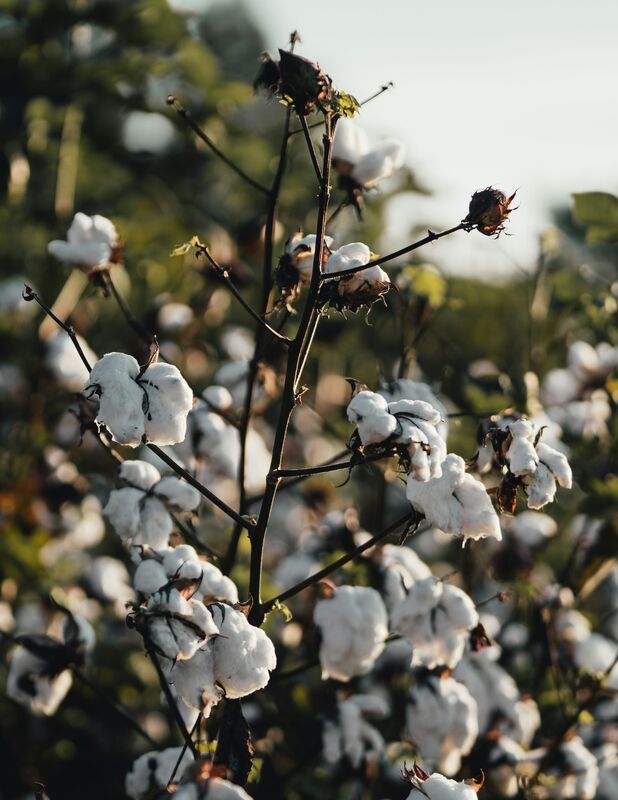Cotton Plant